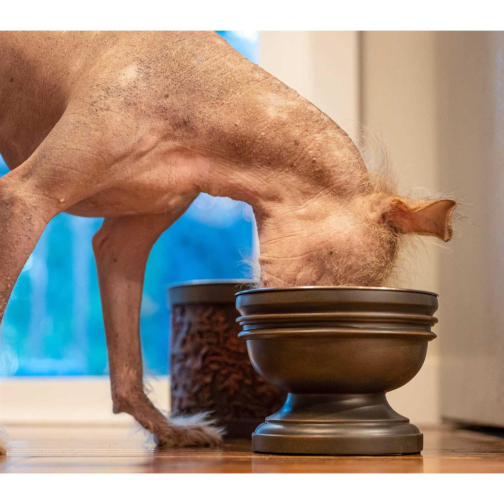 Elevated Dog Bowl P841