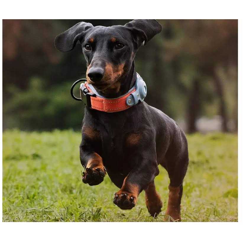 Reflective Dog Collar Q234