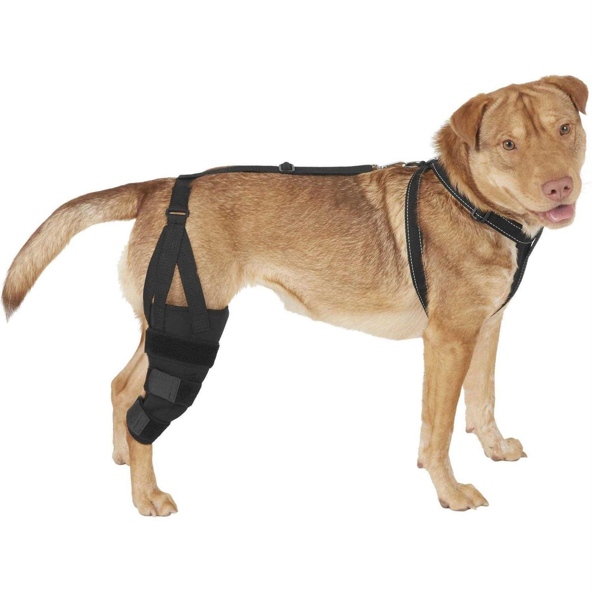 Dog Knee Brace A161