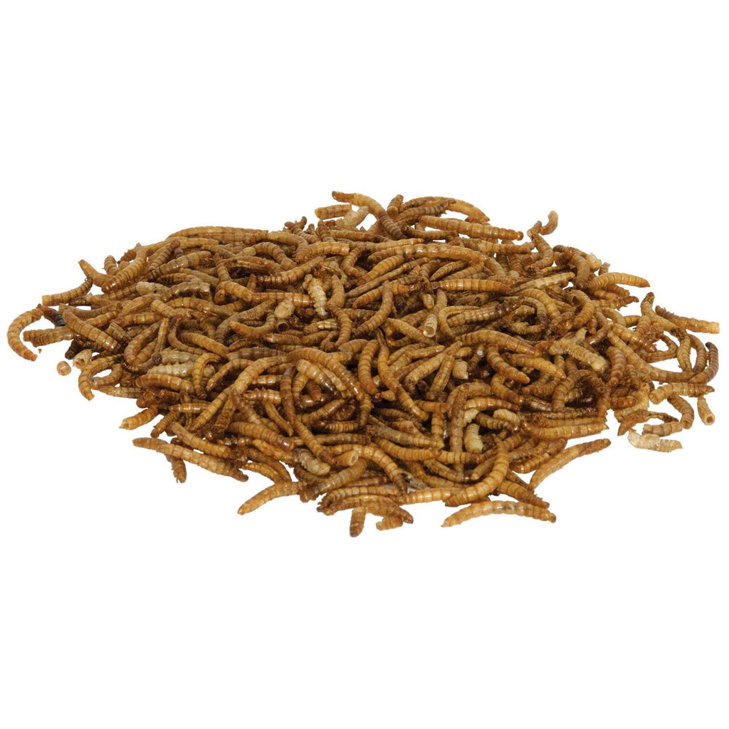 Mealworms Reptile Pet Supplies Q86618