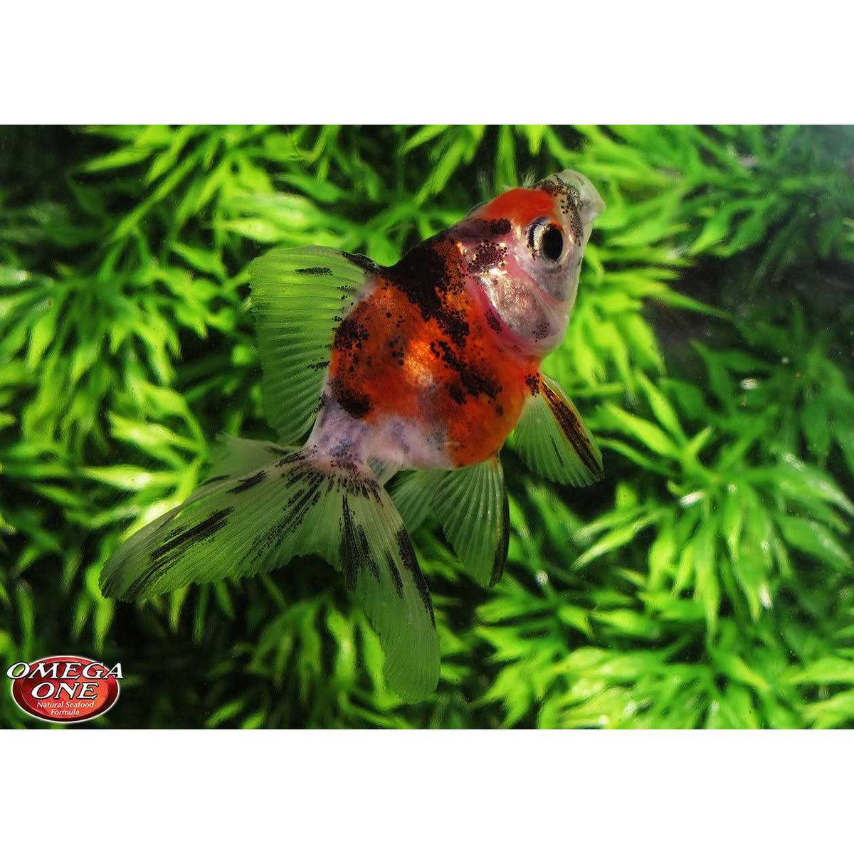 Sinking Small Goldfish Pellets F479