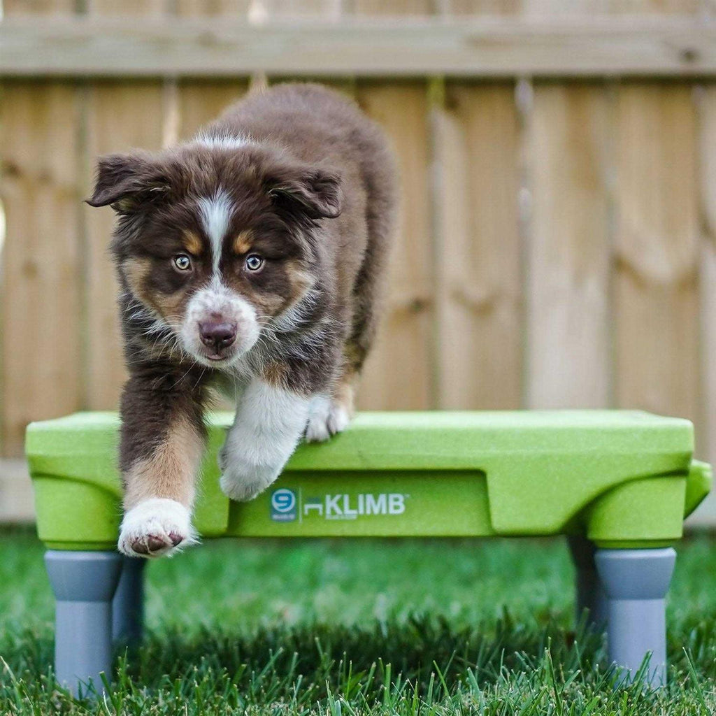 Dog Training Platform & Agility System A672