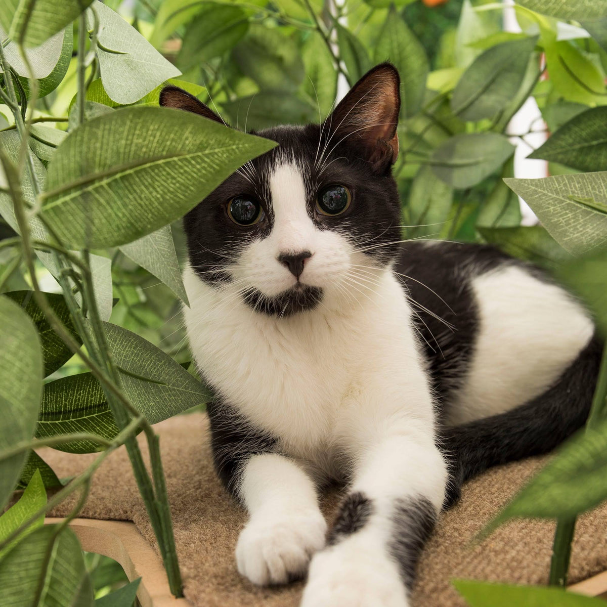 24 in. Square Cat Tree S5817