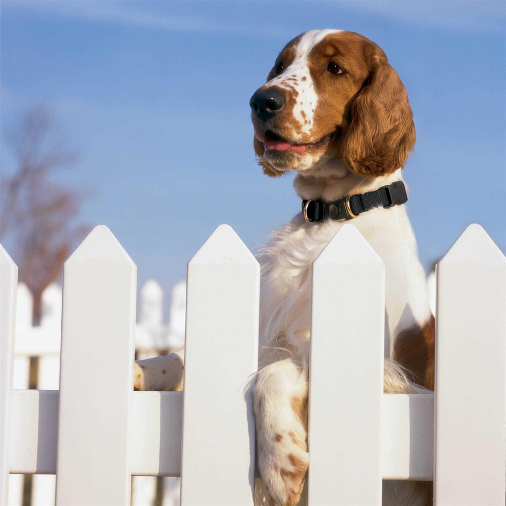 Break-Away Dog Collar N29360