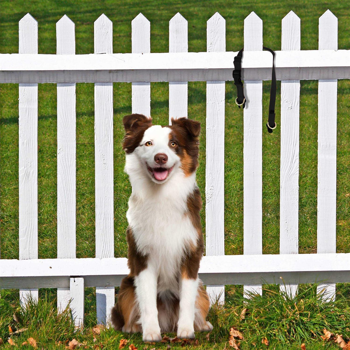 Break-Away Dog Collar N29360