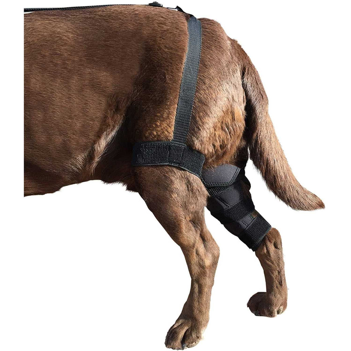 Dog Knee Brace A161