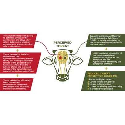 Maternal Bovine Appeasing Substance U9428